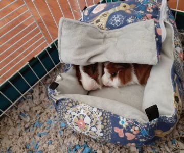 Petco