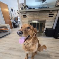 Happy Paws and Claws ico