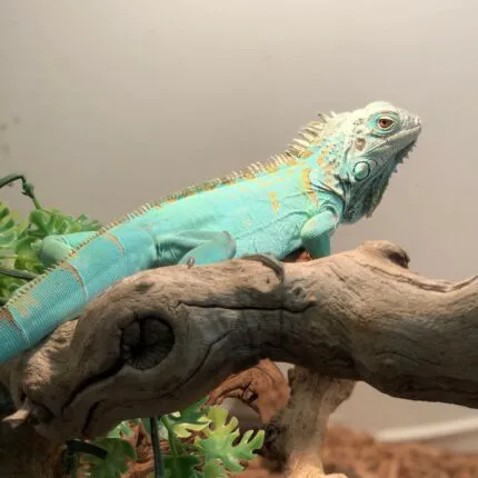 K-BAM FARMS PET STORE UNION SC 12