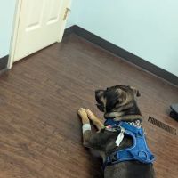 Bailey Animal Clinic, Inc. ico
