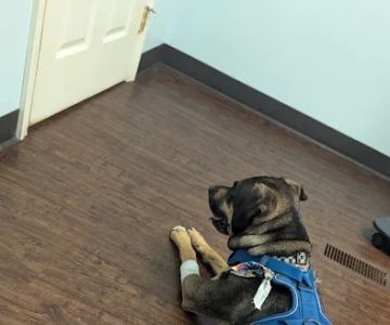Bailey Animal Clinic, Inc.