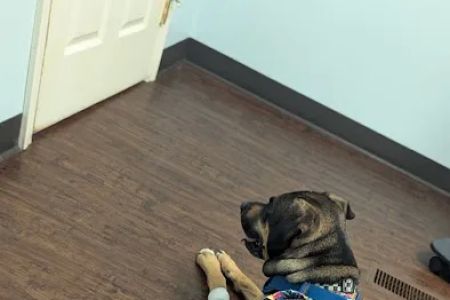 Bailey Animal Clinic, Inc.