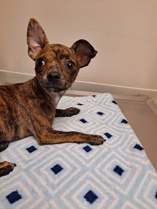 Huber Heights Animal Hospital 12
