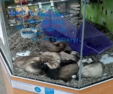 Petco