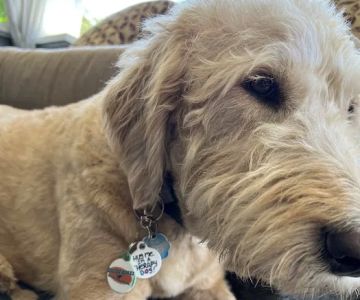 Dog Tag Art