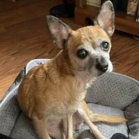 Upper Heights Veterinary Clinic ico