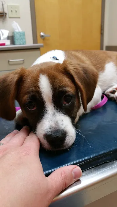 Northgate Animal Hospital 6