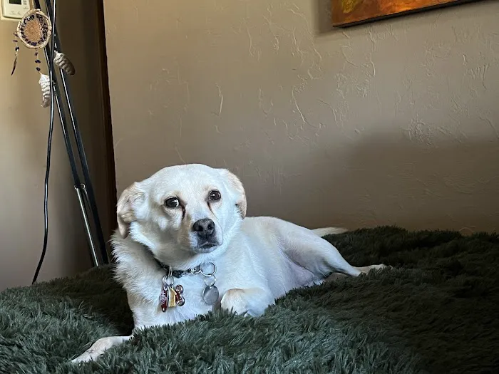 Northgate Animal Hospital 1