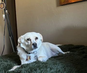 Northgate Animal Hospital