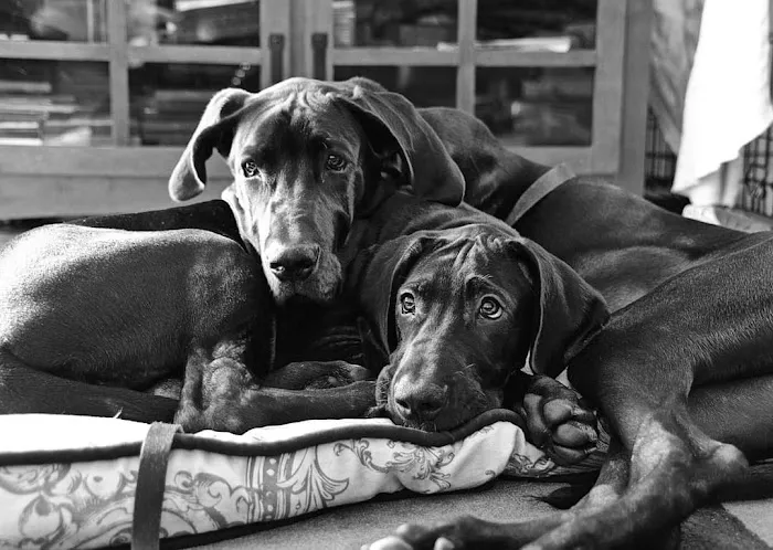 Northgate Animal Hospital 9