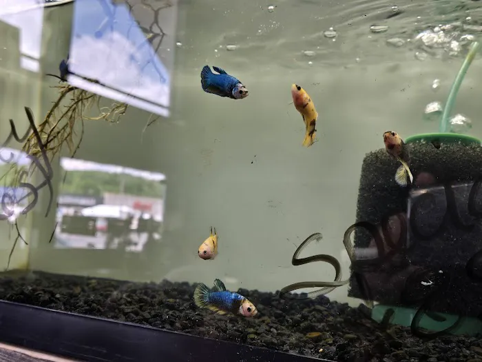 Fish'in Deñ 12