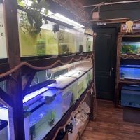 Fish'in Deñ ico