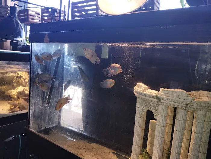 Fish'in Deñ 12