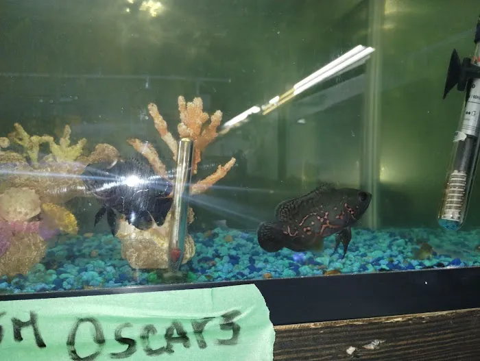 Fish'in Deñ 12