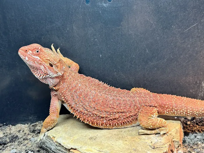 Smoky Mountain Exotic Pets 12