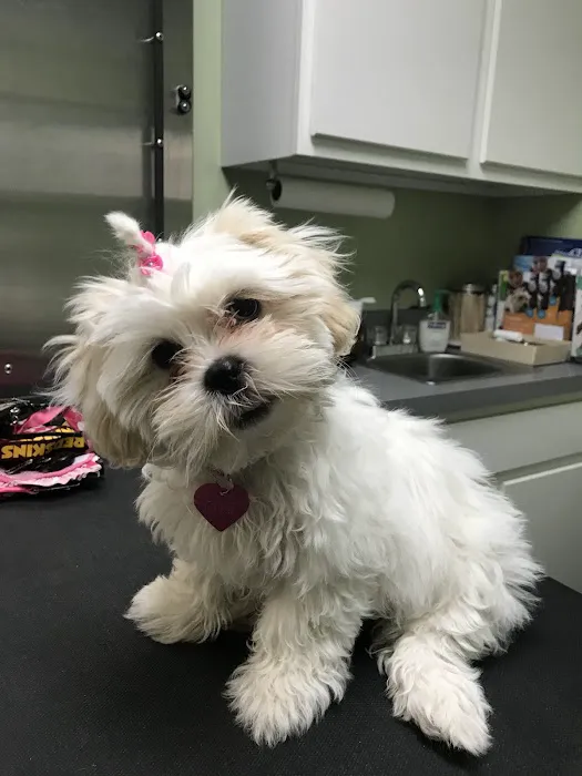 Dixie Veterinary Clinic 12