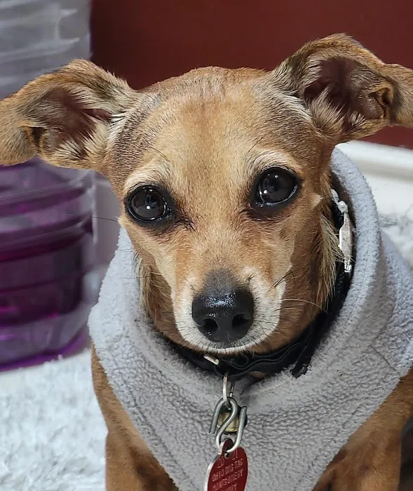 Dixie Veterinary Clinic 12
