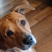 Middletown Animal Hospital ico