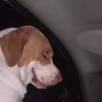 MyPetDMV - Pet Drivers License ID Tags ico