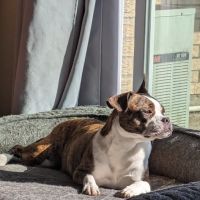 Caesar Creek Animal Clinic ico