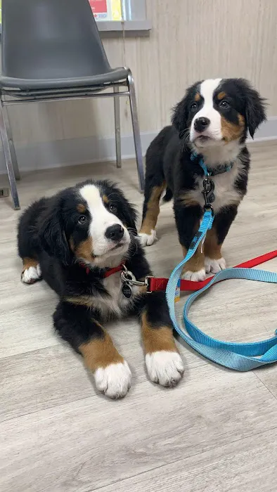 Caesar Creek Animal Clinic 12