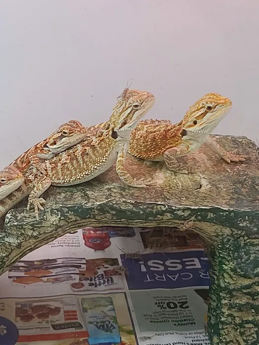 Reptiles Reptropolis 12