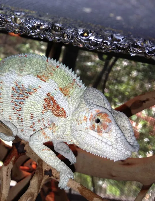 Reptiles Reptropolis 12