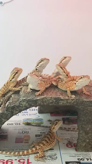 Reptiles Reptropolis 12