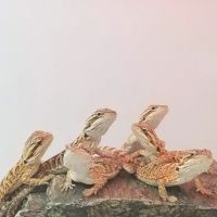 Reptiles Reptropolis ico