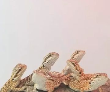 Reptiles Reptropolis