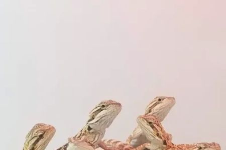 Reptiles Reptropolis