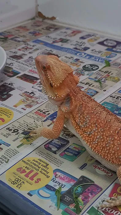 Reptiles Reptropolis 12