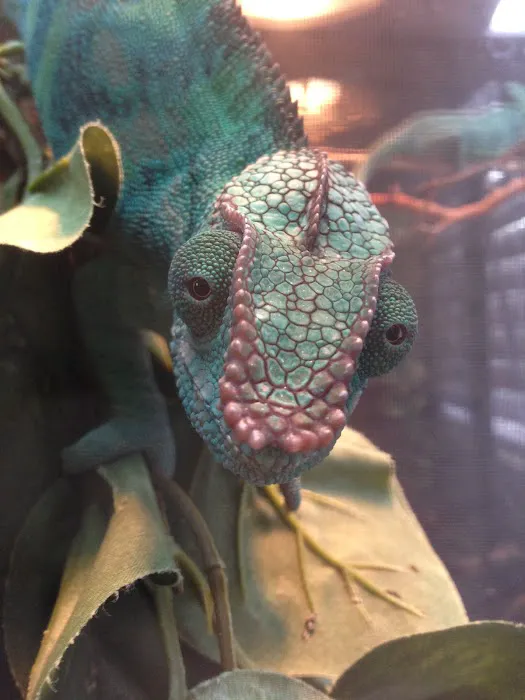 Reptiles Reptropolis 12