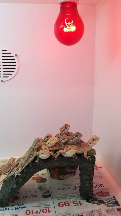 Reptiles Reptropolis 12