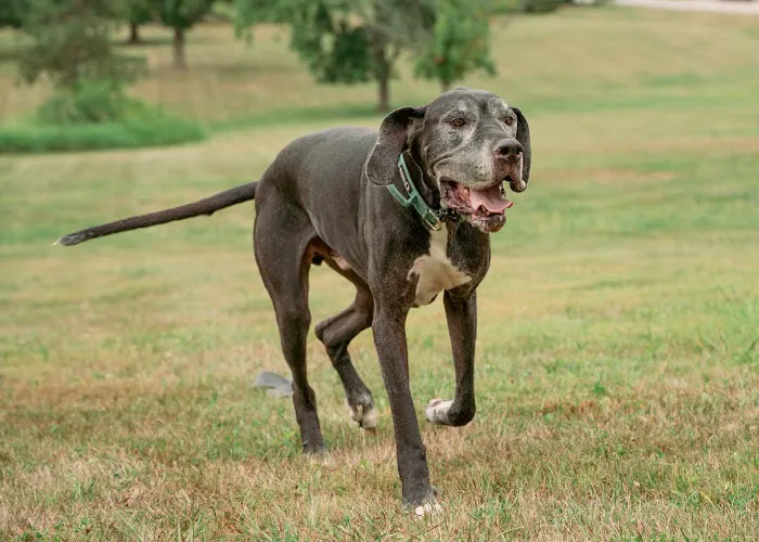 Four Paws Animal Hospital 12