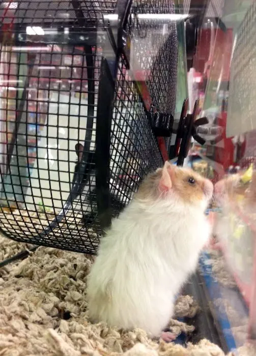 Petco 12