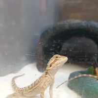 Petco ico