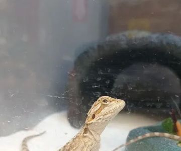 Petco