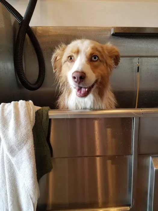 Dog Tub 12