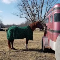 Prices Creek Veterinary Service ico