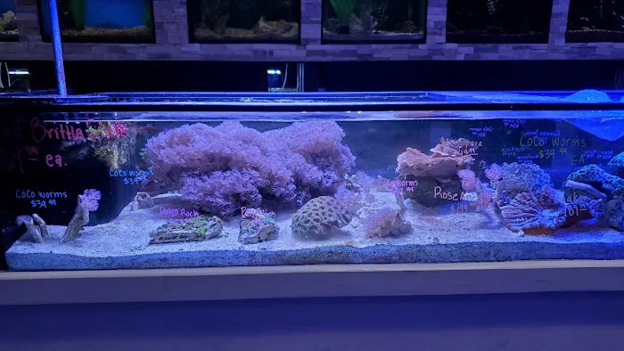Ocean's Tropical Fish 12
