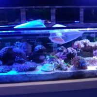 Ocean's Tropical Fish ico