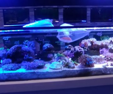 Ocean's Tropical Fish