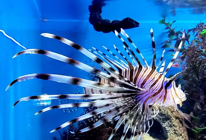 Ocean's Tropical Fish 12