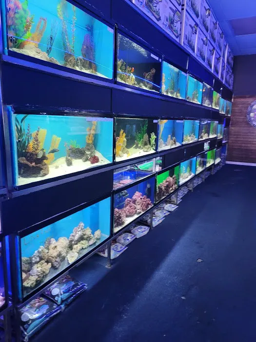 Ocean's Tropical Fish 12