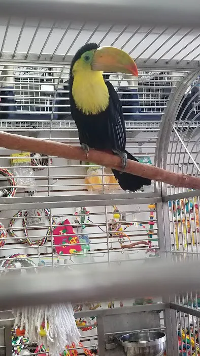 Omar's Exotic Birds 12