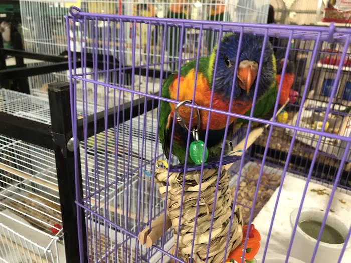 Omar's Exotic Birds 12