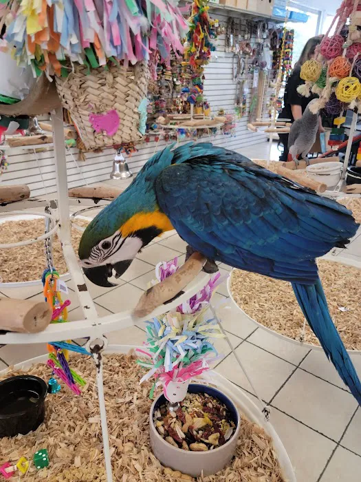 Omar's Exotic Birds 12