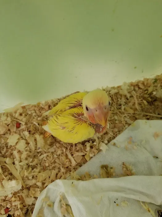 Omar's Exotic Birds 12