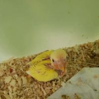 Omar's Exotic Birds ico